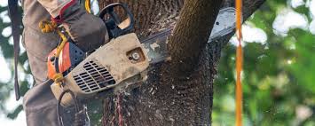 Best Tree Maintenance Programs  in Winfield, WV