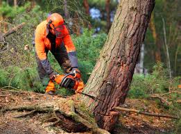 Best Hazardous Tree Removal  in Winfield, WV