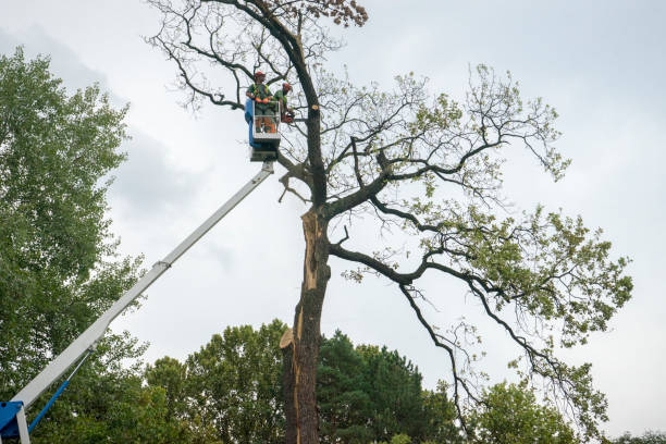 Best Tree Risk Assessment  in Winfield, WV