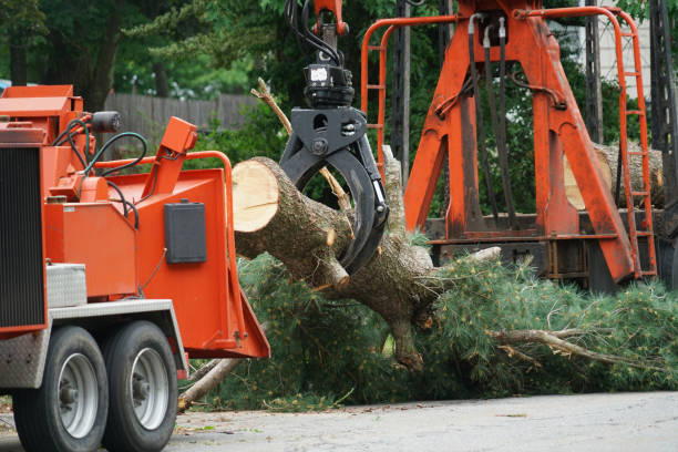 How Our Tree Care Process Works  in  Winfield, WV