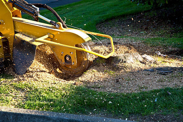 Best Hedge Trimming  in Winfield, WV